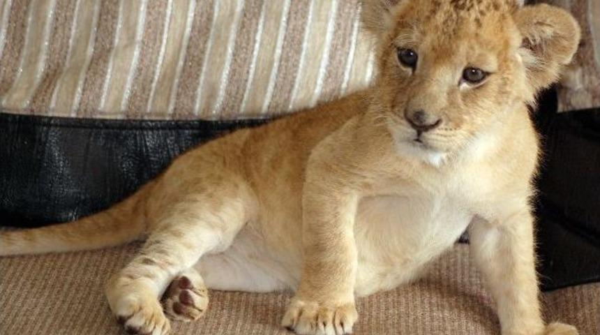 Darıca Hayvanat Bah&ccedil;esi'nin Yeni Sakinleri