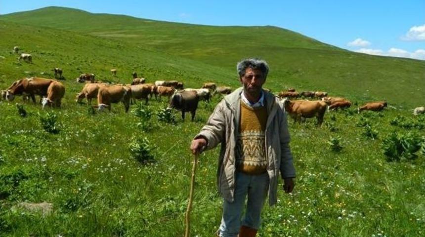 Posof Yaylalarında Hareketlilik Başladı