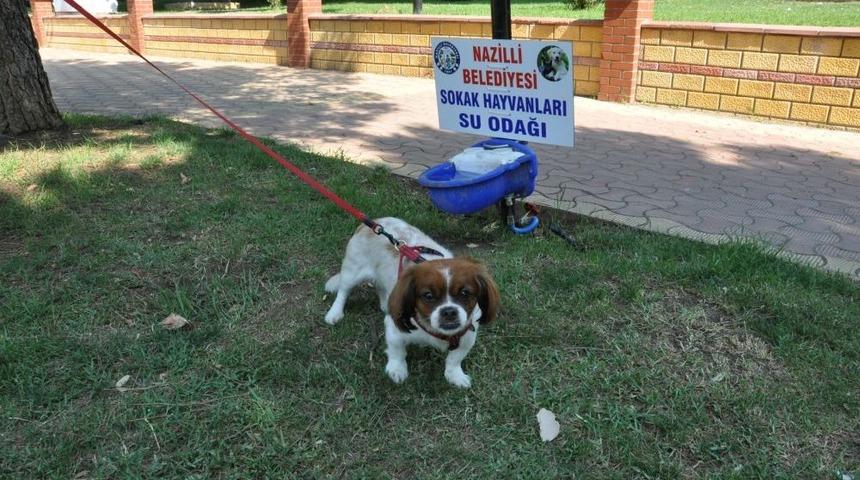 Sokak Hayvanları I&ccedil;in Suluk