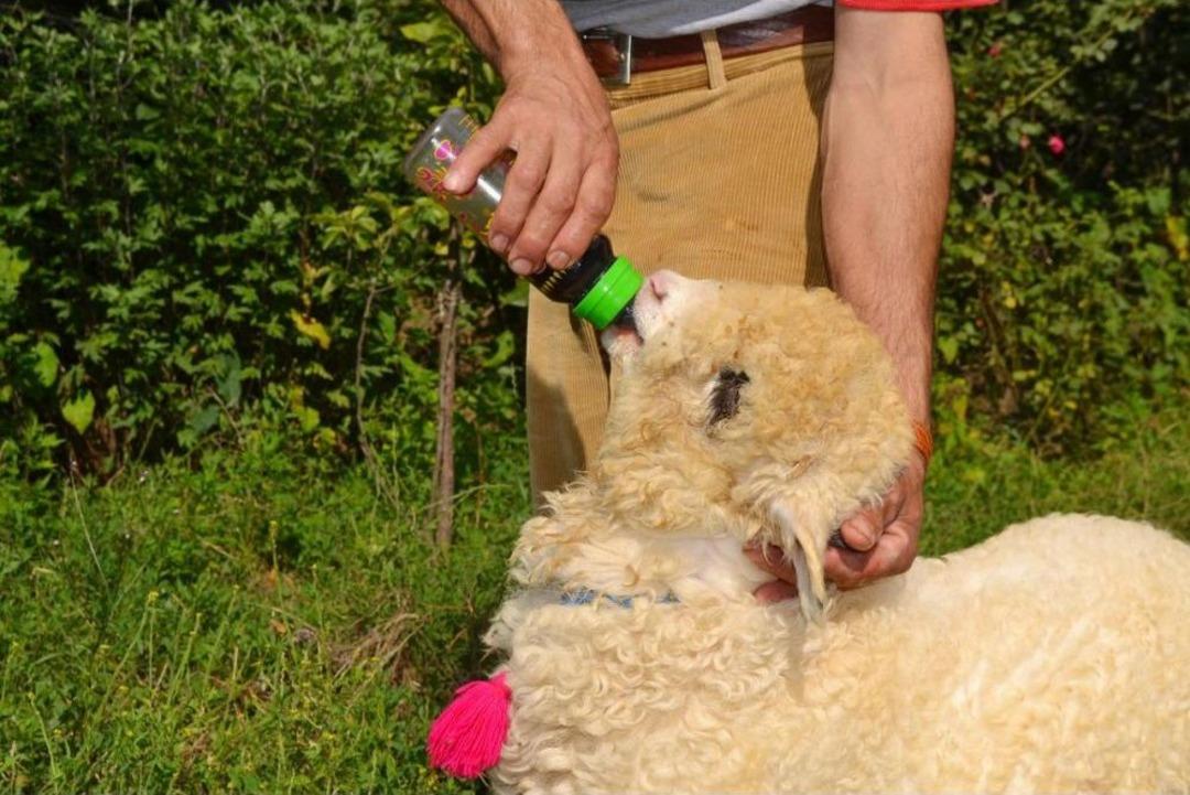 Bu kuzu kola i&ccedil;iyor, &ccedil;ikolata yiyor