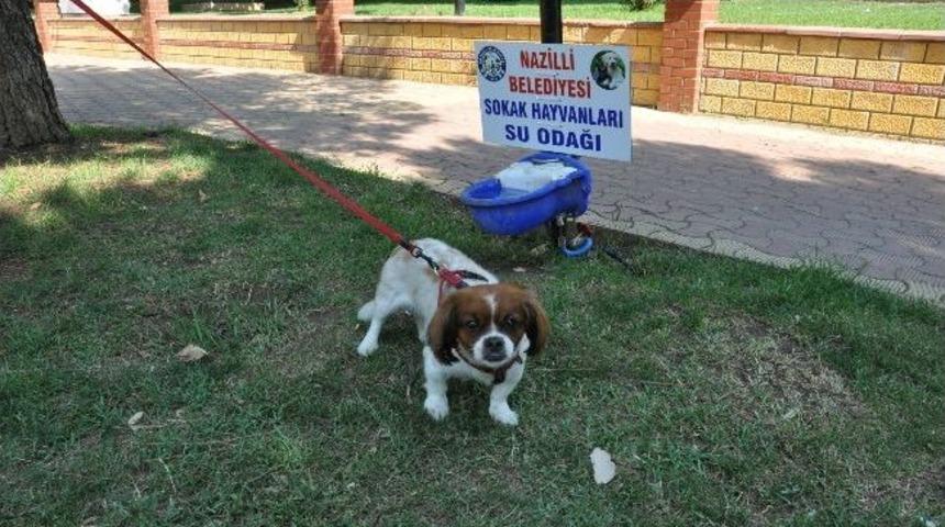 Hayvanseverler Bu Habere Sevinecek