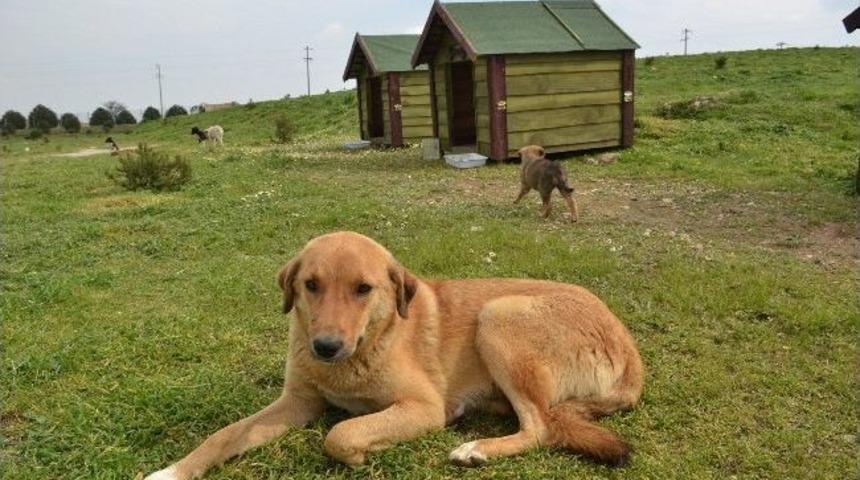 Denizli Belediyesi Sokak Hayvanlarını Unutmadı