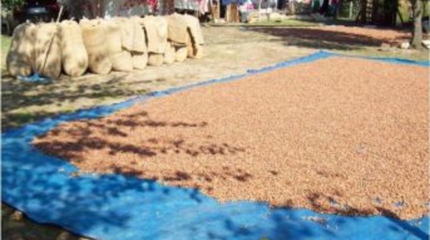 Sakarya&rsquo;nın Fındık Rekolte Tahmini 60 Bin 859 Ton Olarak A&ccedil;ıklandı