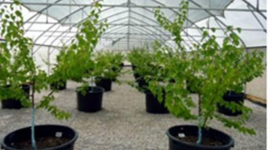 Kayısı T&uuml;rleri Salgın Hastalıklara Karşı Koruma Altına Alındı