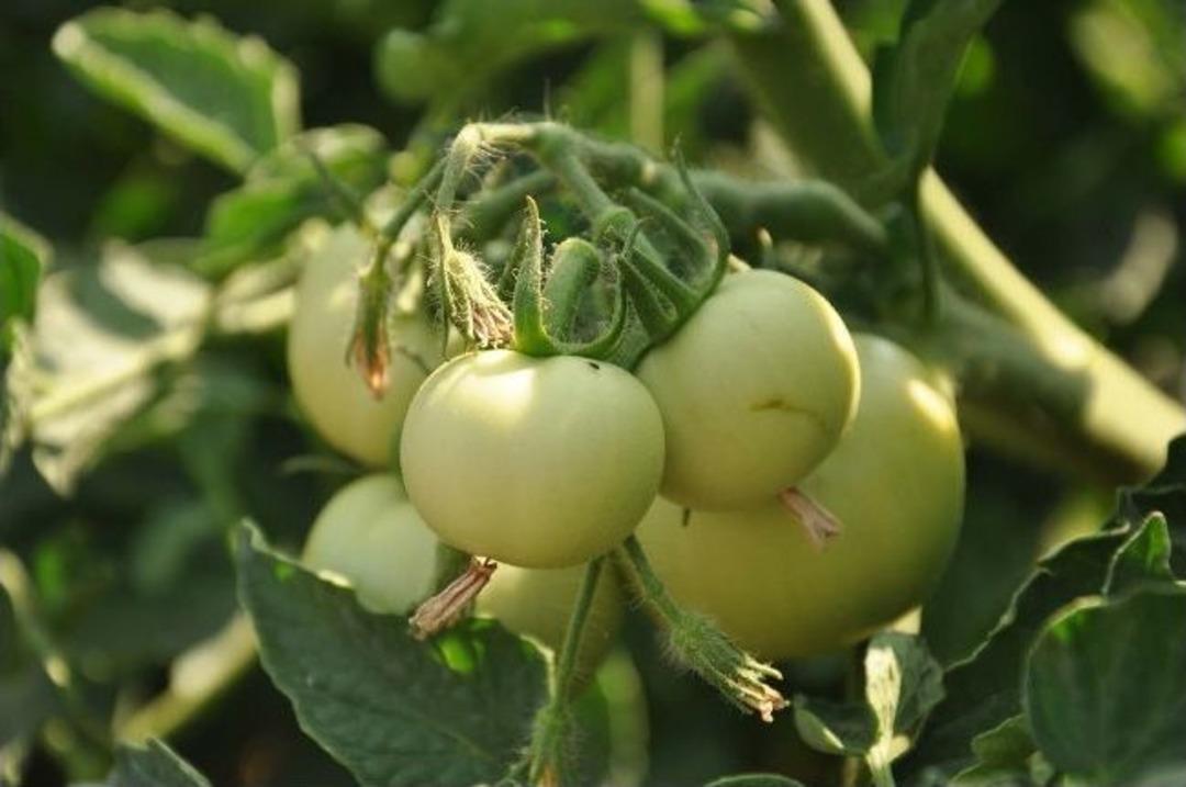 &Ccedil;anakkale Domatesi Hasat İ&ccedil;in G&uuml;n Sayıyor