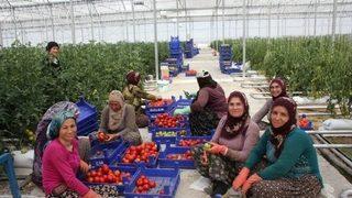 Nevşehir’de Topraksız Tarım Yaygınlaşıyor