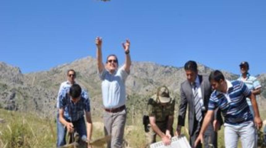 Kınalı Keklikler Doğayla Buluştu