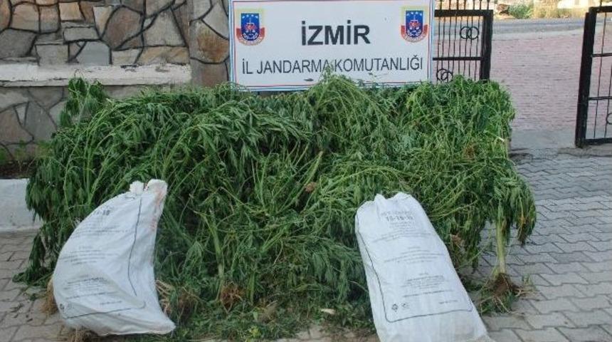 Torbalı'da Jandarmadan Esrar Operasyonu