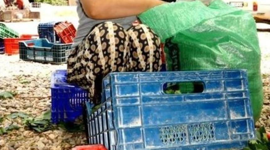 Sarıgöl’de Asma Yaprağı Alımları Devam Ediyor