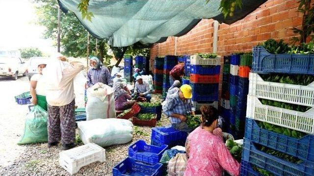 Sarıgöl’de Asma Yaprağı Alımları Devam Ediyor