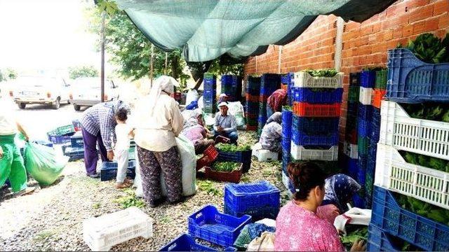 Sarıgöl’de Asma Yaprağı Alımları Devam Ediyor