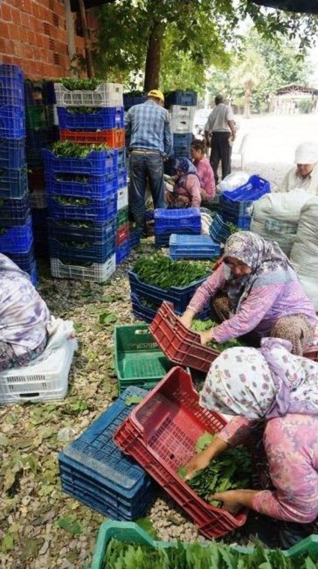 Sarıgöl’de Asma Yaprağı Alımları Devam Ediyor