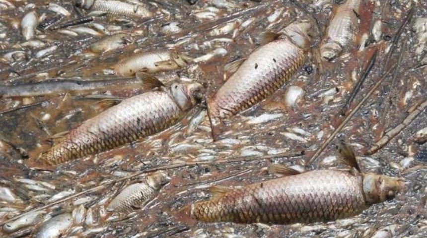 S&ouml;ke Ovasında Toplu Balık &Ouml;l&uuml;mleri