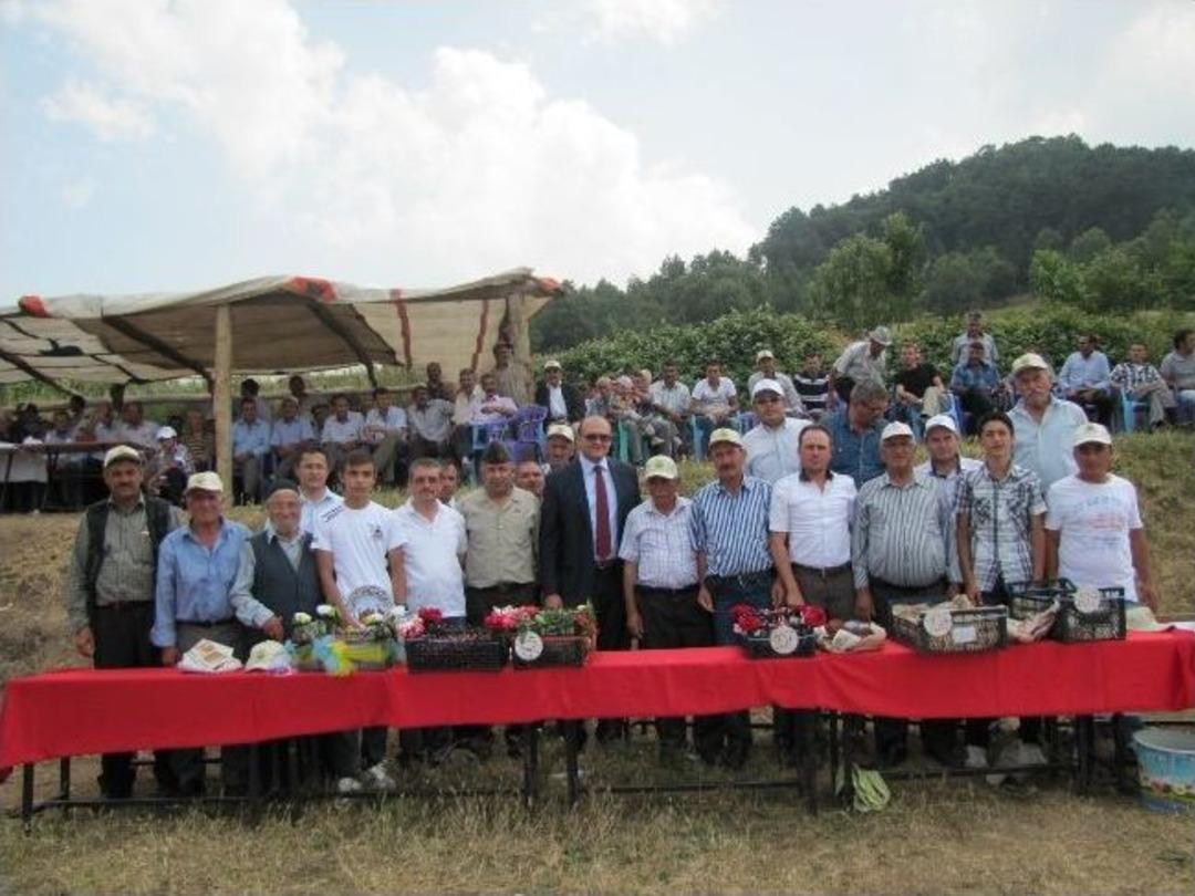 Hisarcık'ta Kiraz Festivali