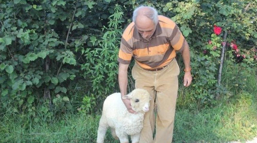 Fındık Macunu Yiyen Ve Kola İ&ccedil;en Kuzu