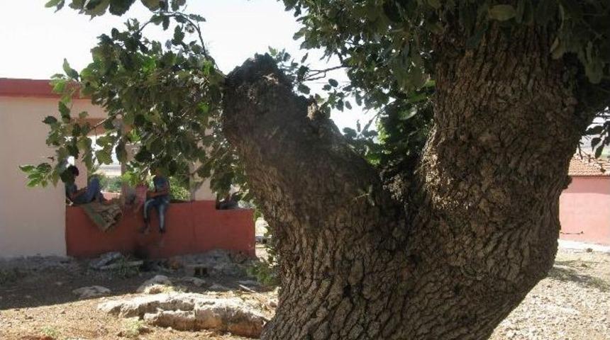 Tarihi Meşe Palamudu Ağa&ccedil;larına Sahip &Ccedil;ıkın &Ccedil;ağrısı