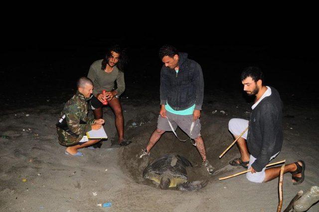 Deniz Kaplumbağaları Yumurtalarını Bırakmaya Başladı