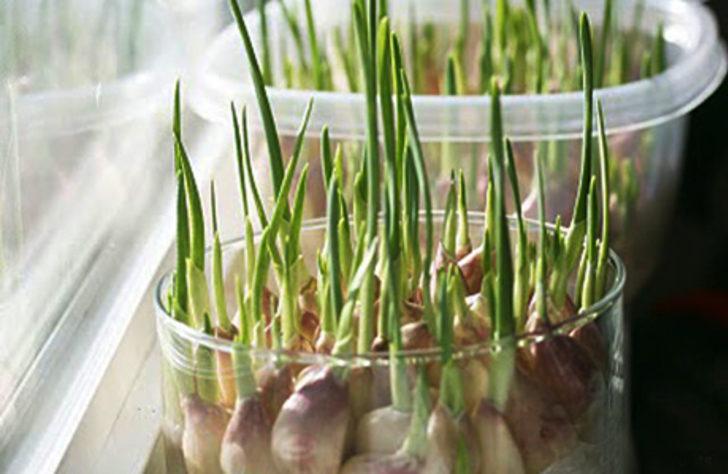 Filizlenen sarımsağın faydaları! 