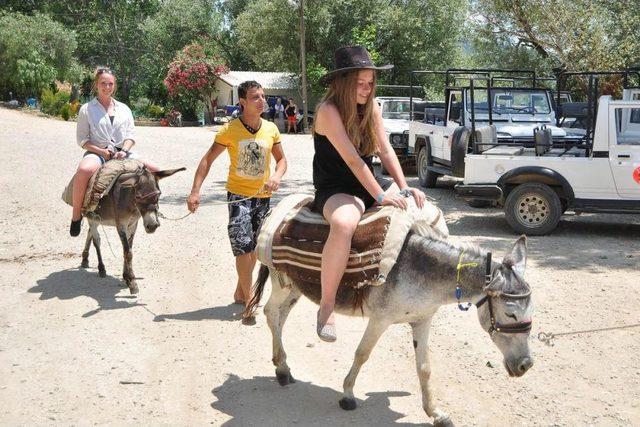 Turistlerin Gözdesi Eşek Safari