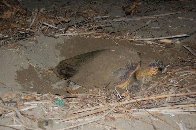 Caretta Caretta Yuvaları Koruma Altına Alınıyor