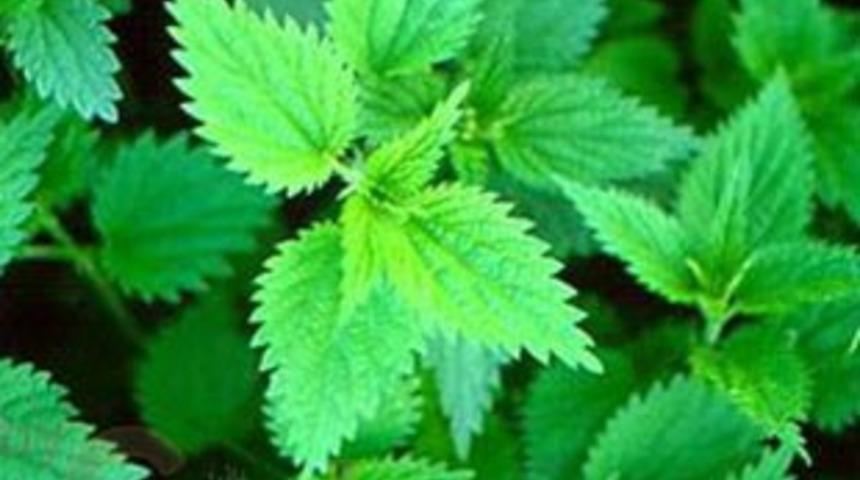 Hangi yaz otu neye iyi gelir?