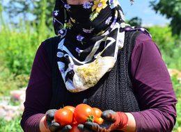 Domatesi virüs vurdu, fiyatlar yükseldi