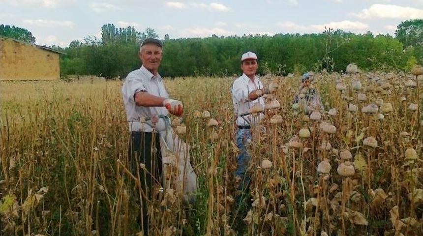 Hisarcık&rsquo;ta Haşhaş Kaps&uuml;l&uuml; Hasadına Başlandı
