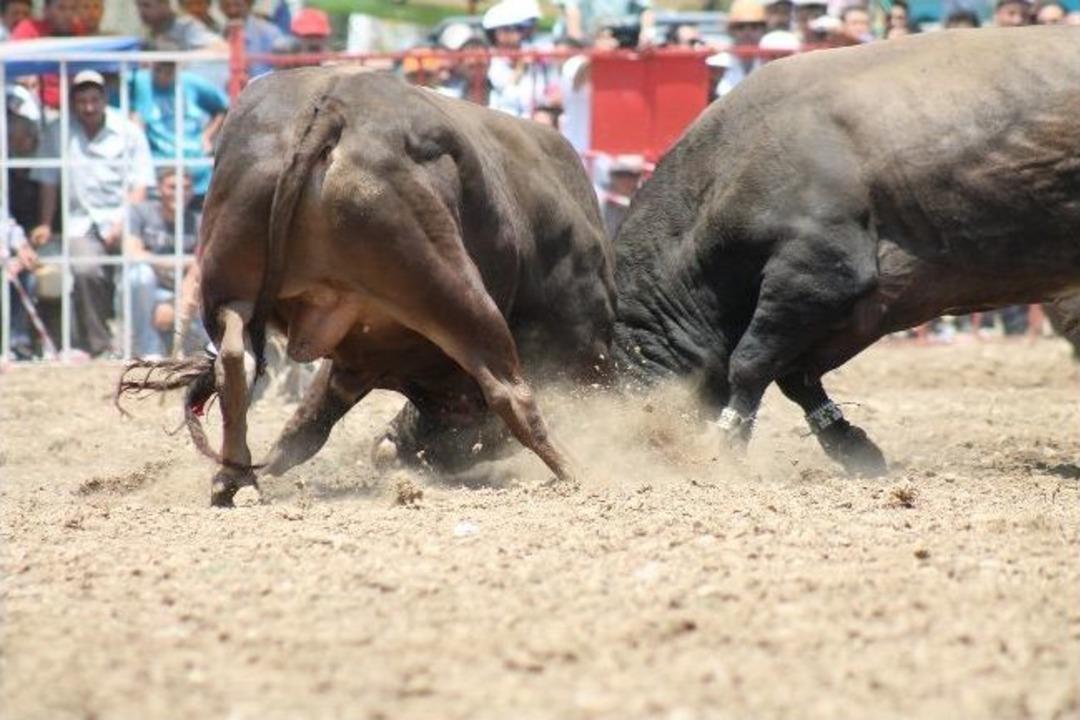 Boğalar Ak&ccedil;eşme K&ouml;y&uuml;&rsquo;n&uuml; G&uuml;zelleştirmek İ&ccedil;in G&uuml;reşti