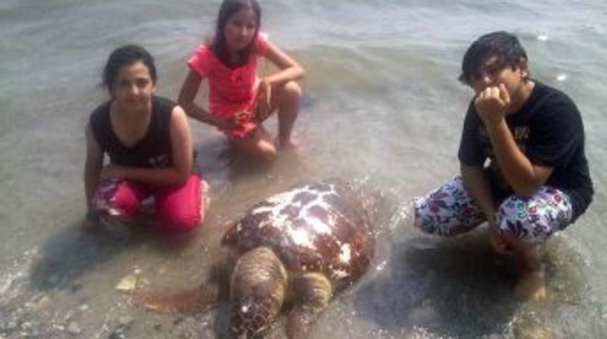 Kuşadası'nda &Ouml;l&uuml; Bir Caretta Caretta Bulundu