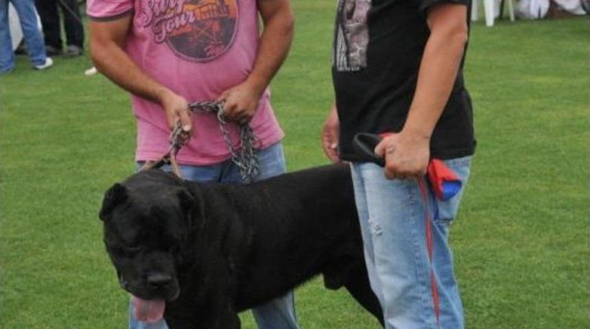 Irk Standartları Yarışmasında En Yaşlı Onur &Ouml;d&uuml;l&uuml; Ve Birincilik Kangalın