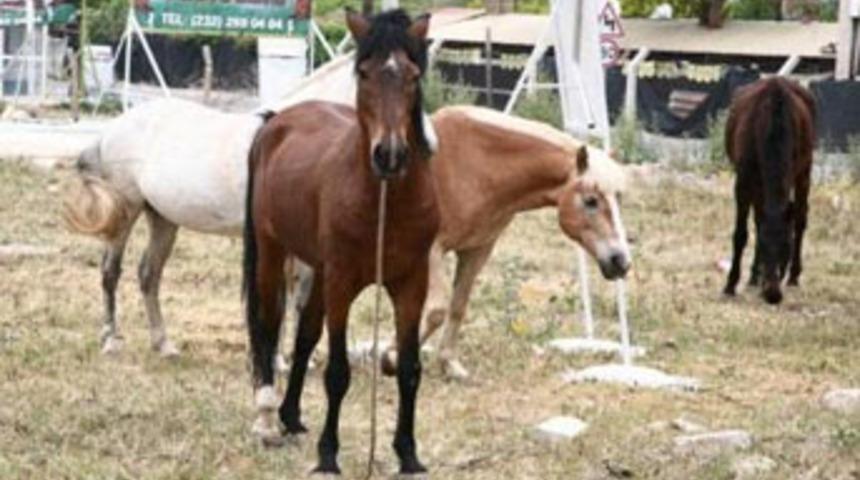 Tecav&uuml;ze uğrayan atlar hamile!