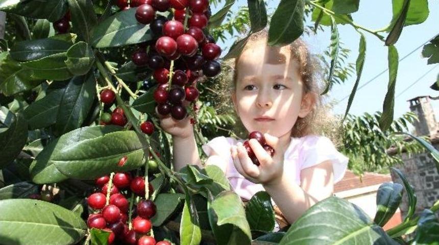 Karayemiş Her Derde Deva