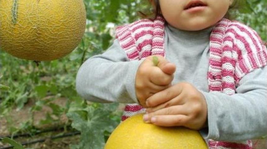 Kavunun Kilosu 30 Kuruşa D&uuml;şt&uuml;