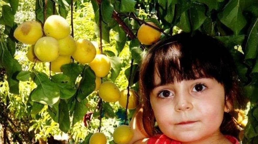 Sarıg&ouml;l&rsquo;de Kayısı Ve Şeftali Bolluğu Sevindirdi