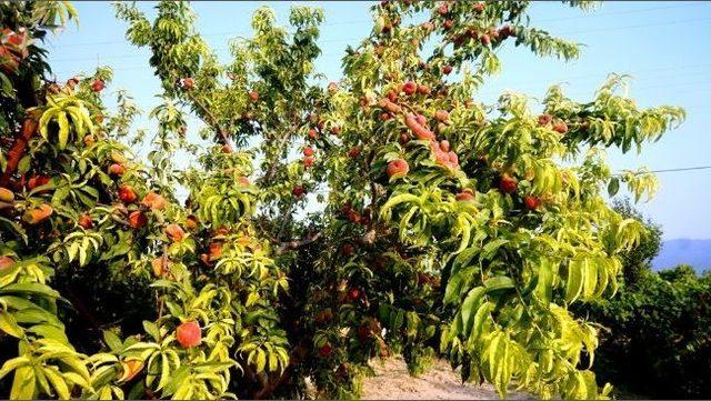 Sarıgöl’de Kayısı Ve Şeftali Bolluğu Sevindirdi