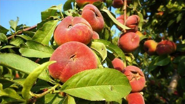 Sarıgöl’de Kayısı Ve Şeftali Bolluğu Sevindirdi