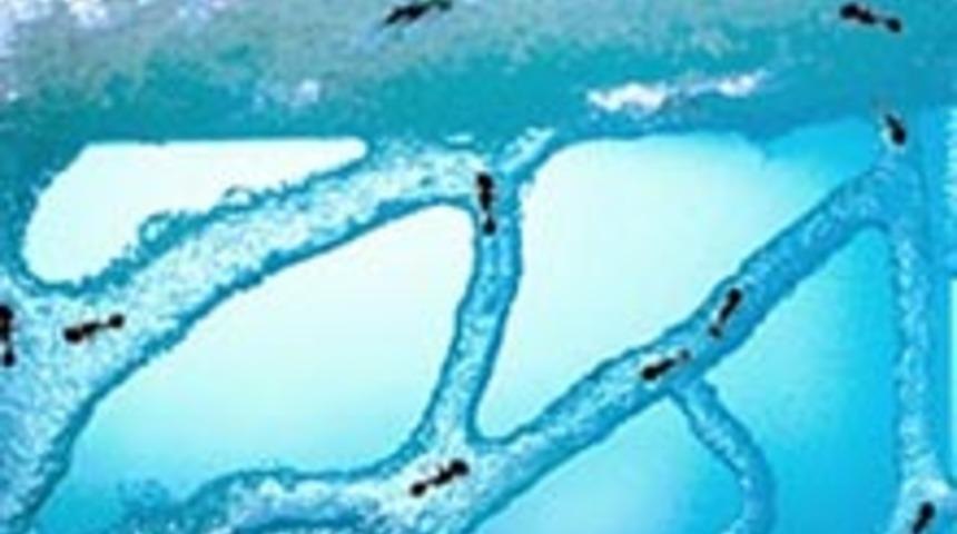 Karıncalar Depremi Nasıl Haber Veriyor?