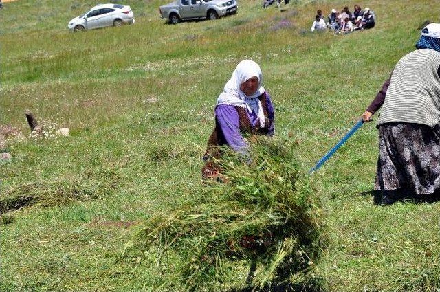 Sivaslı Çiftçilerin Ot Biçme Telaşı