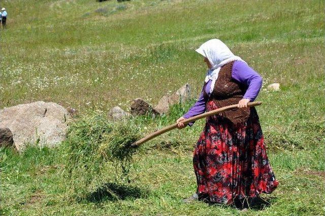 Sivaslı Çiftçilerin Ot Biçme Telaşı