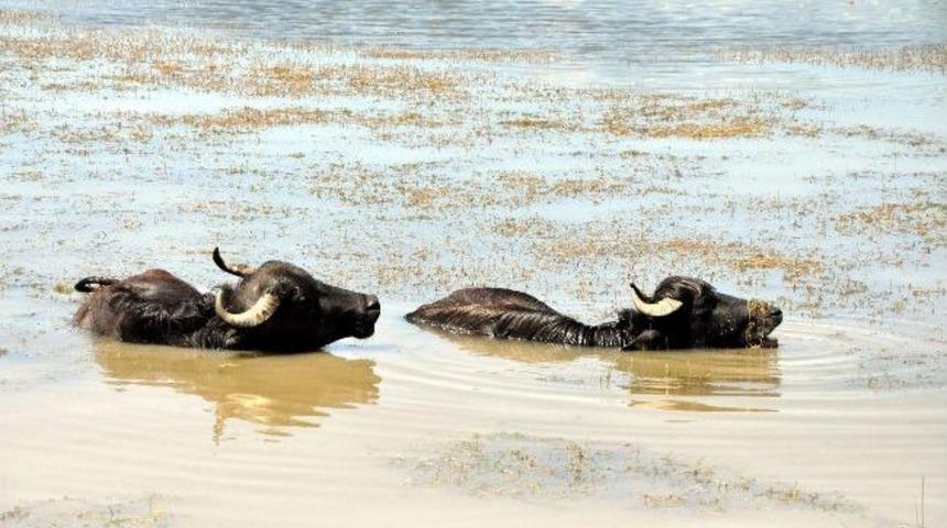 Sivas&rsquo;ta Mandaların Su Keyfi