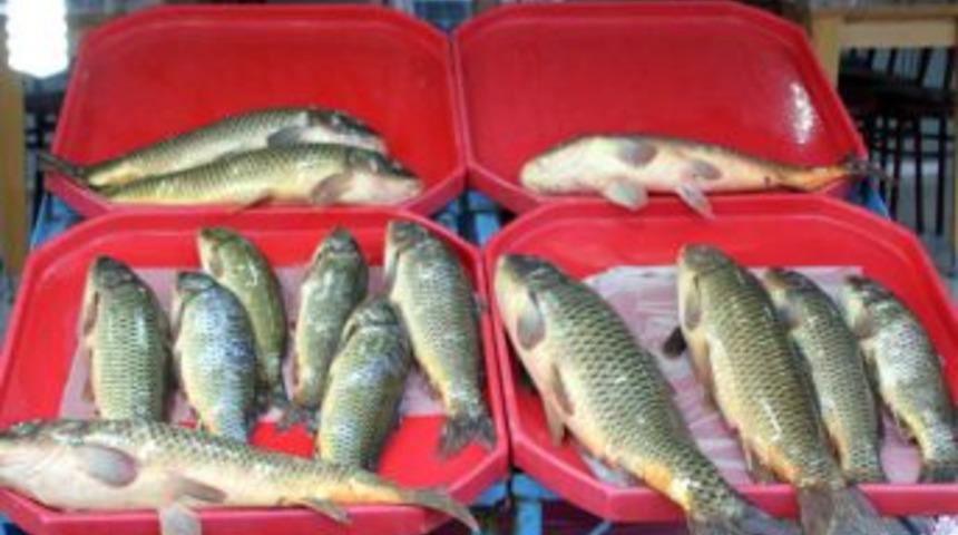 10 Kiloluk Sazanlar Tezgahta