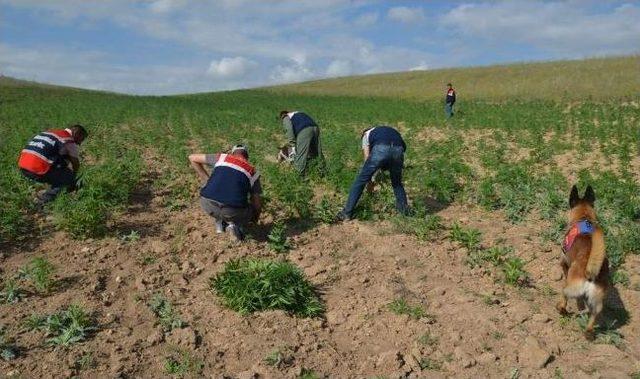 Jandarmadan Uyuşturucu Tacirlerine Ağır Darbe