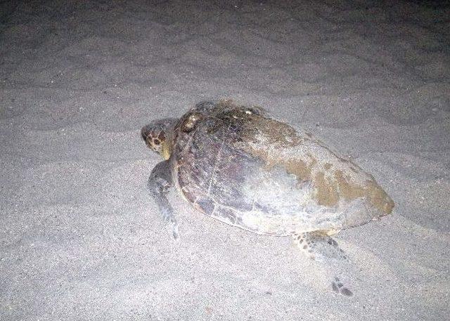 &ldquo;deniz Kaplumbağaları Koruma Ve Araştırma Projesi&rdquo; Başlıyor 1