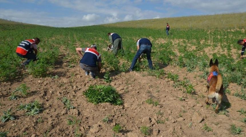 Jandarmadan Uyuşturucu Tacirlerine Ağır Darbe