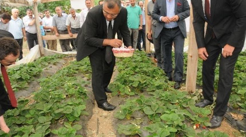 Ordu&rsquo;da &Ccedil;ilek Yetiştiriciliği Tarla G&uuml;n&uuml;