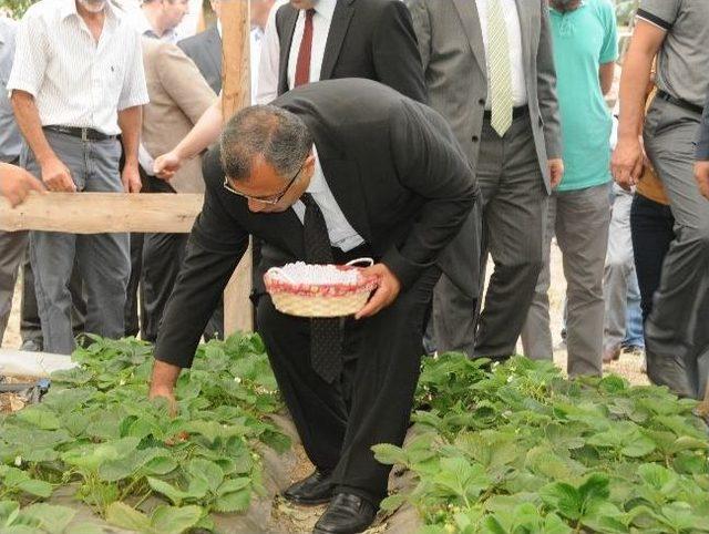 Ordu’da Çilek Yetiştiriciliği Tarla Günü