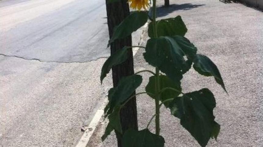 Kaldırımda İlgin&ccedil; G&ouml;r&uuml;nt&uuml;