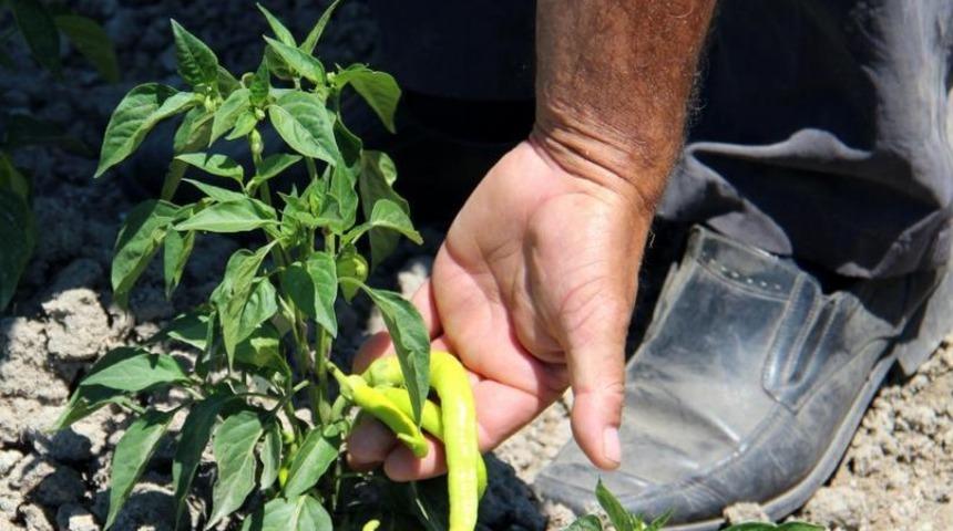 Tosya'da Organik Sebze Satışı Başladı