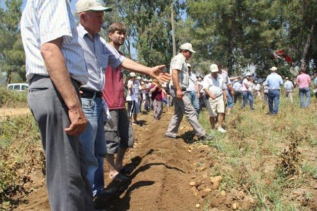 Muğla, Patates Üretiminde Türkiye Ortalamasını Geçti