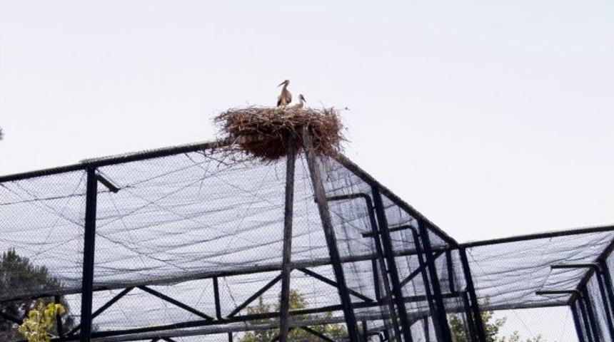 Bunlarda Hayvanat Bah&ccedil;esinin &Ouml;zg&uuml;r Misafirleri